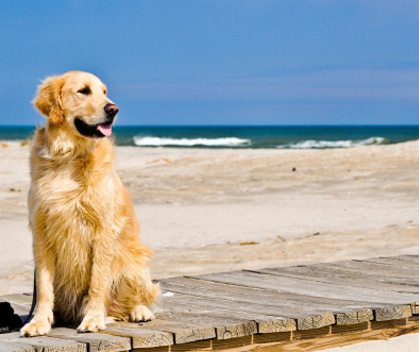 Dog Friendly Beach Holidays