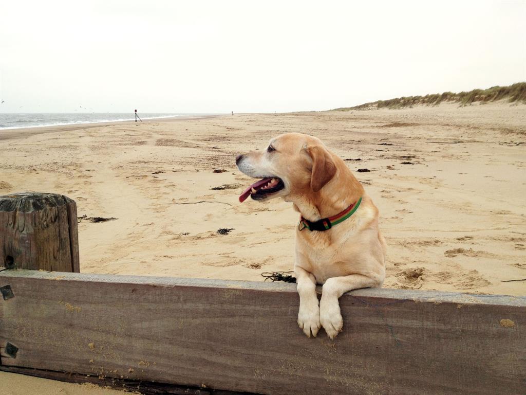 Best Northumberland Dog Friendly Beaches