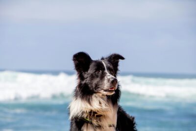 Happy dog on the beach in Northumberland