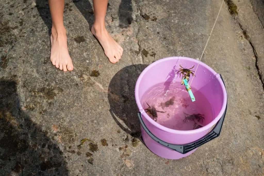 Bucket of small crabs in the rock pools
