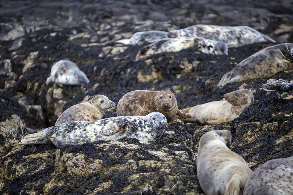 Seals relaxing on Farne Island off the Northumberland Coast.