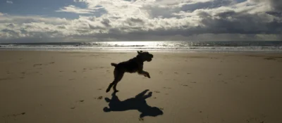 Dog jumping on Kennack Sands beach in Cornwall