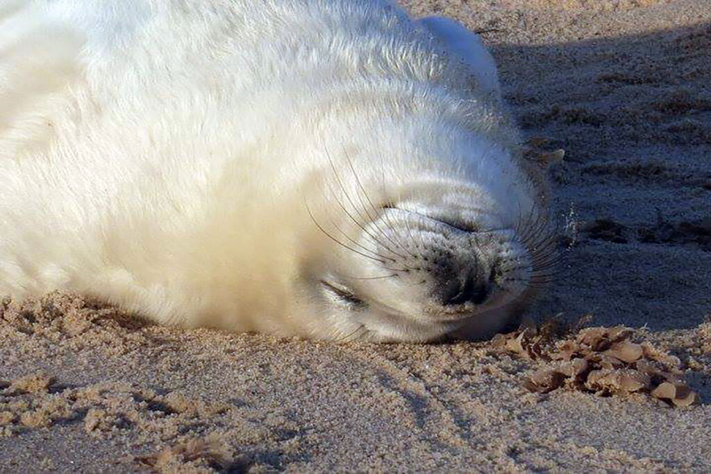 Seal pup laying on its back on Horsey Beach, Norfolk