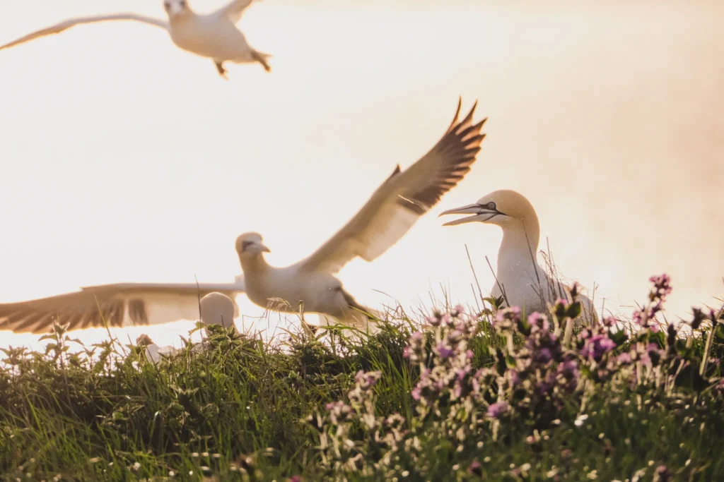 A group of gannets playing together in Yorkshire