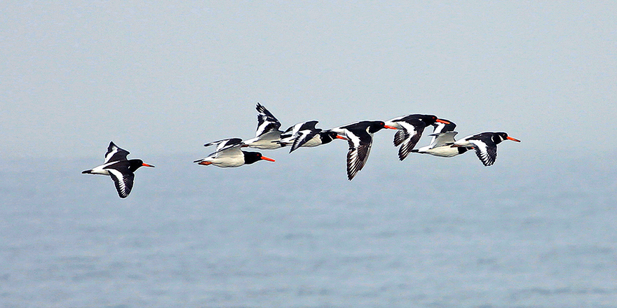 A flock of birds flying high above the coast in Northumberland
