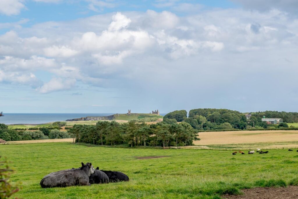 Cows lying in a field by the sea