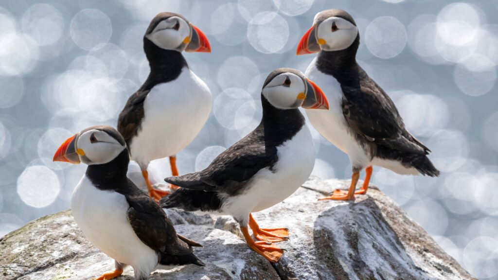 A group of Puffins sitting on a rock on the Farne Islands