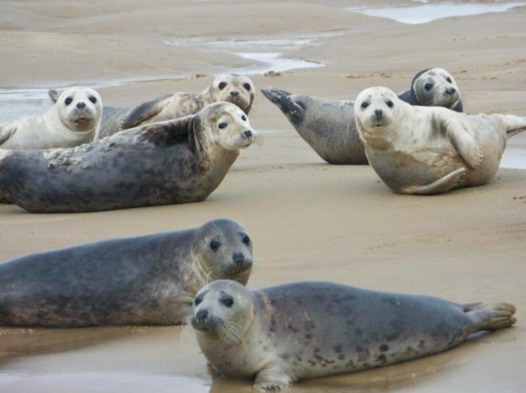 Grey seals laying on Horsey Beach in Norfolk