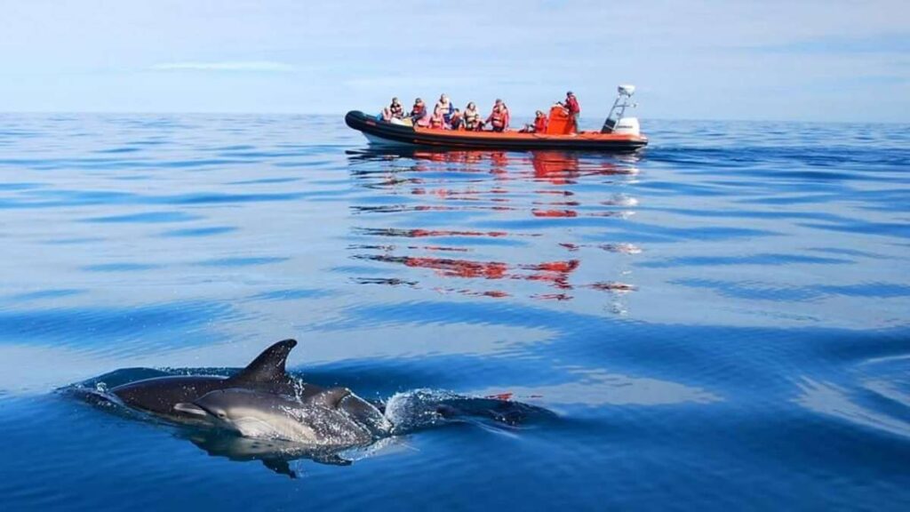 Dolphin watching from a boat in Pembrokeshire, Wales
