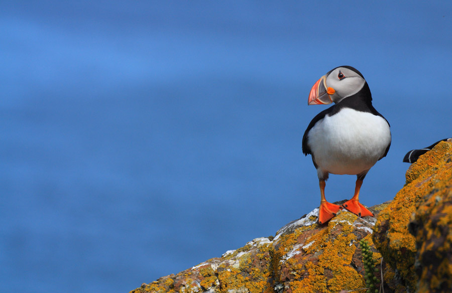 A lone Puffin on a rock on the Farne Islands