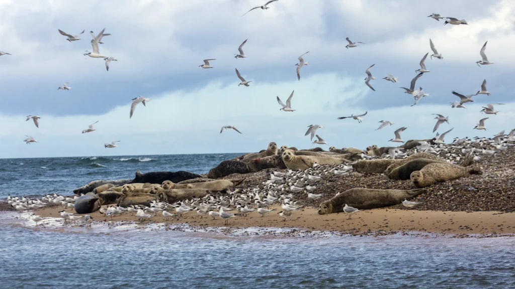 Seals and Sea Birds on Blakeney Point, Norfolk