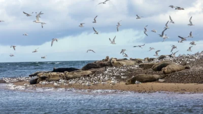 Seals and Sea Birds on Blakeney Point, Norfolk